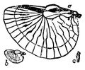 Earwig Wings, vintage illustration