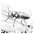 Earwigs Coloring Page for Kids Royalty Free Stock Photo