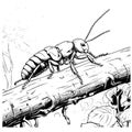 Earwigs Coloring Page for Kids Royalty Free Stock Photo