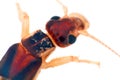 Earwigs (Dermaptera) ultra close-up portrait