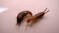 Earwigs | Female on the left, male on the right. Close up of Earwig on white background insect isolated Closeup earwigs Earwigs wi