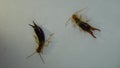 Earwigs | Female on the left, male on the right. Close up of Earwig on white background insect isolated Closeup earwigs Earwigs wi