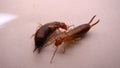 Earwigs | Female on the left, male on the right. Close up of Earwig on white background insect isolated Closeup earwigs Earwigs wi