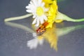 Earwigs photographed in detail with macro lens in the studio