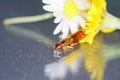 Earwigs photographed in detail with macro lens in the studio