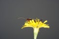 Earwigs photographed in detail with macro lens in the studio