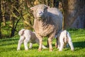 Lambs feeding of their mother Royalty Free Stock Photo