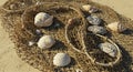 eashells of varying sizes and patterns rest on a textured fishnet, spread across a Royalty Free Stock Photo
