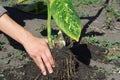 The easiest way to propagate your dieffenbachia is by rooting cuttings, either tip cuttings or stem cuttings