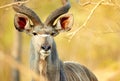 Easily identifiable by his majestic horns. a male kudu on the plains of Africa.