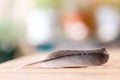 Easiness: Feather on a wooden desk, copy space