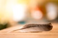 Easiness: Feather on a wooden desk, copy space