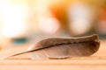 Easiness: Feather on a wooden desk, copy space