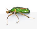 East Africa flower beetle against white background