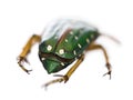 East Africa flower beetle, Stephanorrhina guttata