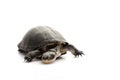 East African Black Mud Turtle Royalty Free Stock Photo