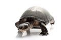 East African Black Mud Turtle Royalty Free Stock Photo