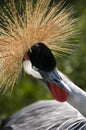 East African Crested Crane Royalty Free Stock Photo