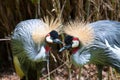 East African Crowned Crane Royalty Free Stock Photo