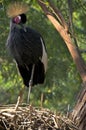 East african crowned crane Royalty Free Stock Photo