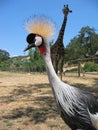 East African Crowned Crane Royalty Free Stock Photo