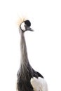 East African Crowned Crane Royalty Free Stock Photo