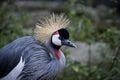 East african crowned crane Royalty Free Stock Photo