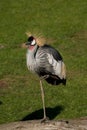 East African Crowned Crane