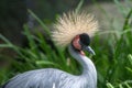 Close up of East African crowned crane Balearica regulorum gibbericeps Royalty Free Stock Photo