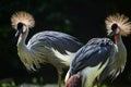 East African crowned crane Balearica regulorum gibbericeps Royalty Free Stock Photo