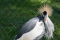 a East African crowned crane (Balearica regulorum gibbericeps) Royalty Free Stock Photo