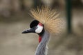 East African crowned crane Balearica regulorum gibbericeps Royalty Free Stock Photo