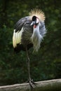 East African crowned crane Balearica regulorum gibbericeps Royalty Free Stock Photo