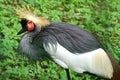 East African Crowned Crane Balearica regulorum gibbericeps Royalty Free Stock Photo