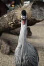 East African Crowned Crane, Bird with spiky hair Royalty Free Stock Photo