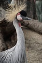 East African Crowned Crane, Bird with spiky hair Royalty Free Stock Photo
