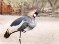 East African Crowned Crane Royalty Free Stock Photo