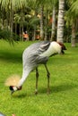 East African Crowned Crane Royalty Free Stock Photo