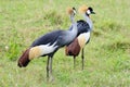 East African Crowned Crane Royalty Free Stock Photo