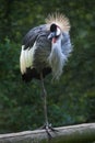 East African crowned crane (Balearica regulorum gibbericeps) Royalty Free Stock Photo