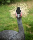 East African Crowned Crane Royalty Free Stock Photo