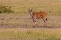 East African Eland (Tragelaphus oryx) in Masai Mara National Reserve, Ken Royalty Free Stock Photo