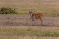 East African Eland (Tragelaphus oryx) in Masai Mara National Reserve, Ken Royalty Free Stock Photo