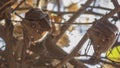 East African Epauletted Fruit Bat on Tree Royalty Free Stock Photo