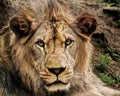 East African Lion Royalty Free Stock Photo