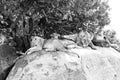 East African lion cubs and lioness in black and white Royalty Free Stock Photo