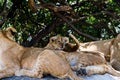 East African lion cubs and lioness in the shade Royalty Free Stock Photo