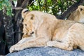 East African lion cubs and lioness in the shade Royalty Free Stock Photo