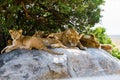 East African lion cubs and lioness in the shade Royalty Free Stock Photo