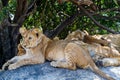 East African lion cubs and lioness in the shade Royalty Free Stock Photo